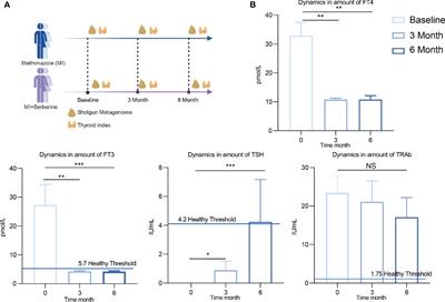 The Potential Prebiotic Berberine Combined With Methimazole Improved the Therapeutic Effect of Graves’ Disease Patients Through Regulating the Intestinal Microbiome